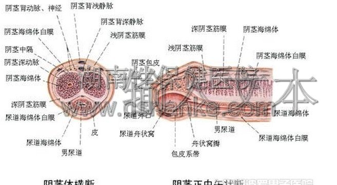 湖南治疗包皮过长