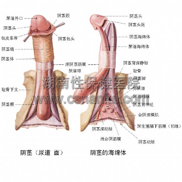 湖南割包皮医院