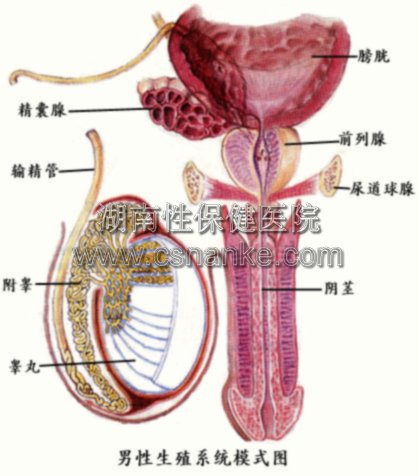 男性尿道炎的症状是什么