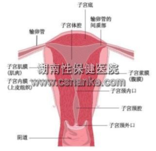 女性夏秋季患尿道炎多喝水多排尿 