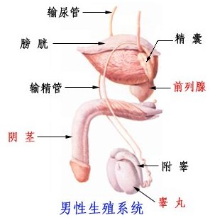 尿道疼痛是尿道炎吗？