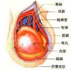 阴囊瘙痒怎么治疗好