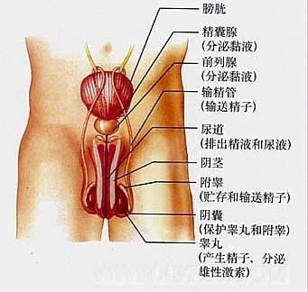 阴囊潮湿的治疗费用是多少