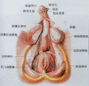 包皮龟头炎