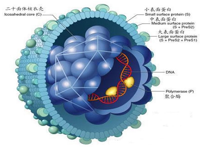 阴茎长颗粒是什么病?