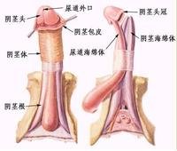 男性常见生殖器病有哪些症状