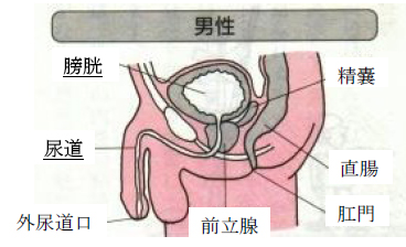 膀胱炎是怎么回事