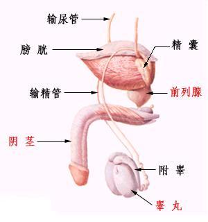 治疗精囊炎多少钱