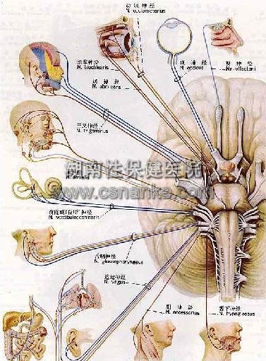 铜仁华南医院男科治疗梅毒