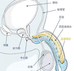 尿道刺痛、阴茎流脓是怎么回事