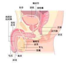 阳痿