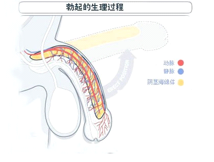 阳痿