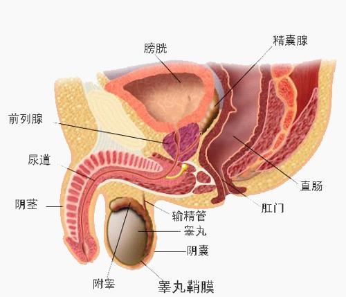 湖南全国前三阳痿治疗医院