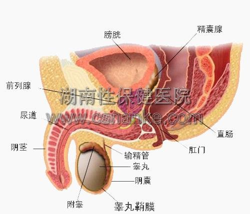 铜仁治疗阳痿的医院