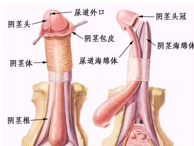 阳痿早泄症状有哪些？