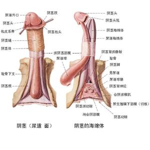 治疗阳痿的药物-什么药治疗阳痿有效