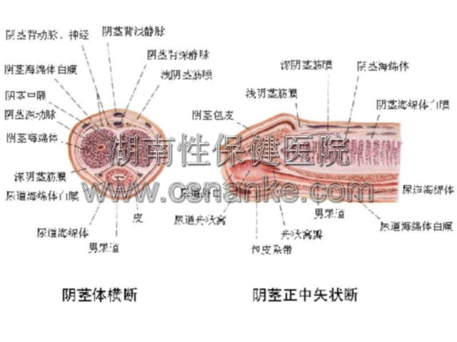 阳痿治疗中务必纠正