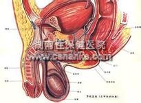 湖南性保健治疗阳痿