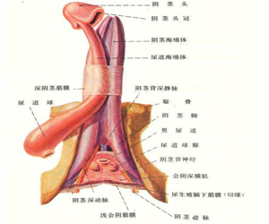 铜仁男子阳痿医院