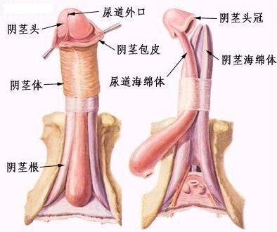 五一小长假治疗早泄正当时