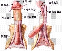 湖南治疗早泄医院