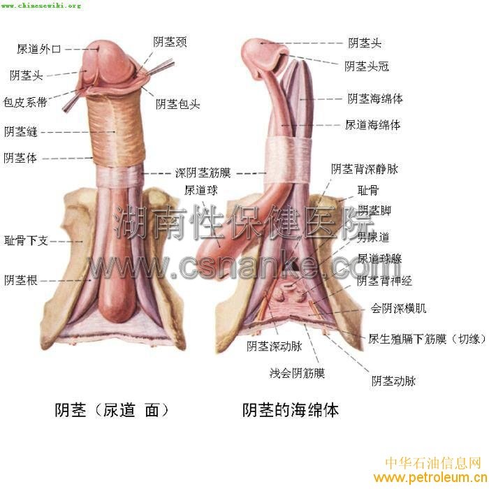 湖南性保健