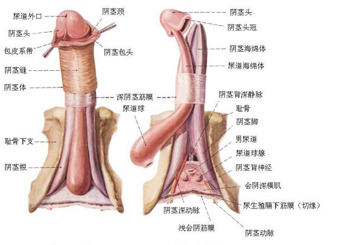 阴茎解剖图