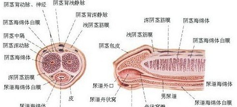 铜仁治疗早泄