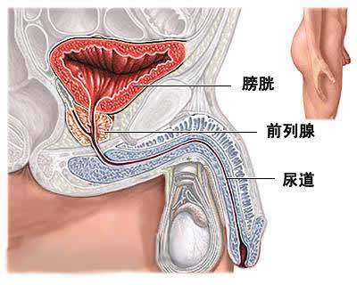 前列腺结构