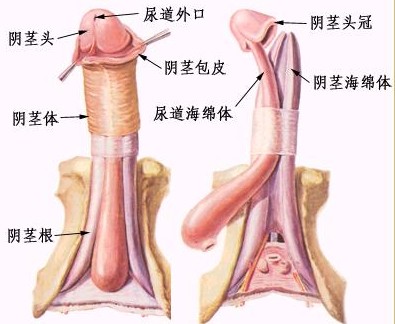 性功能障碍症状及治疗?专家权威分析4类常见性功能障碍问题